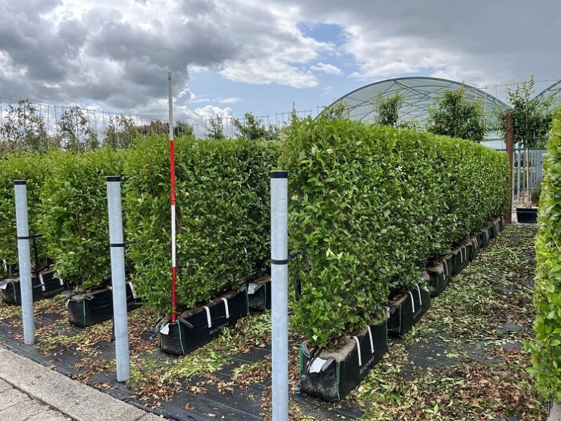 Instant Hedge Green Privet (Ligustrum ovalifolium) in Hedge Bag (100cm long x 150-160cm high x 40cm deep)